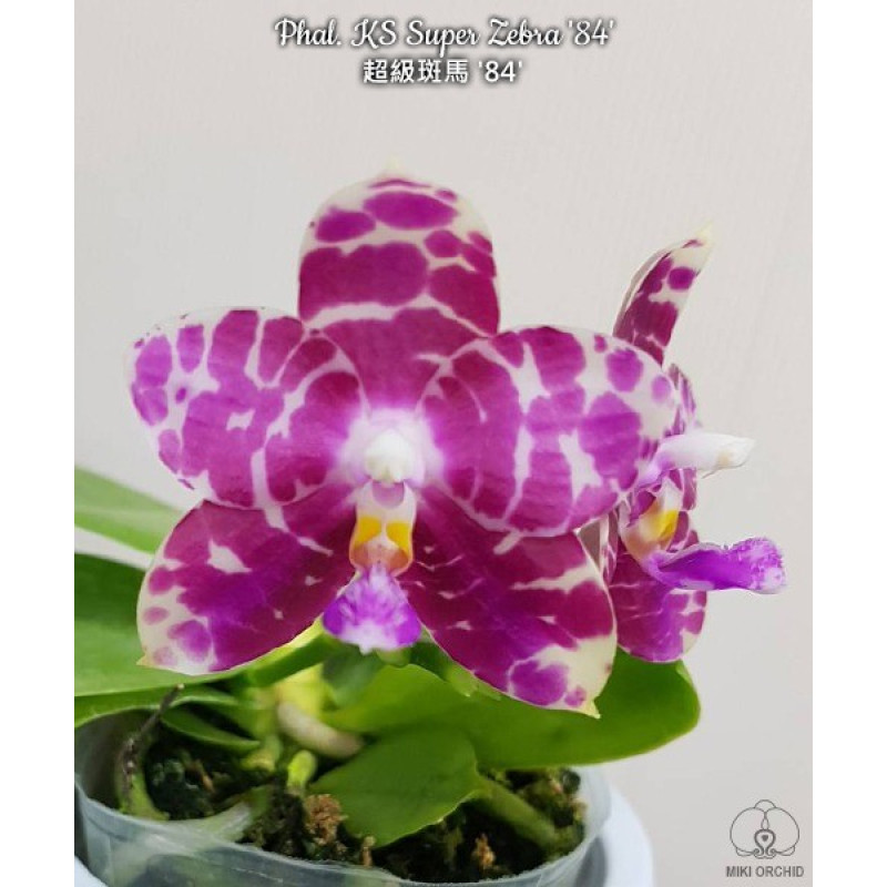 Орхидея Phal. KS Super Zebra 84 - купить, доставка Украина